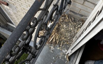 Nettoyage Balcon des fientes de pigeons