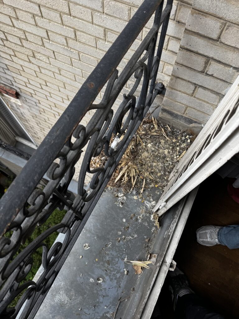 Nettoyage balcon fientes pigeons Nettoyage balcon fientes pigeons