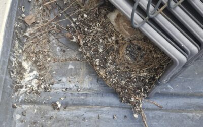 Enlèvement de nids de pigeons et nettoyage désinfection du balcon