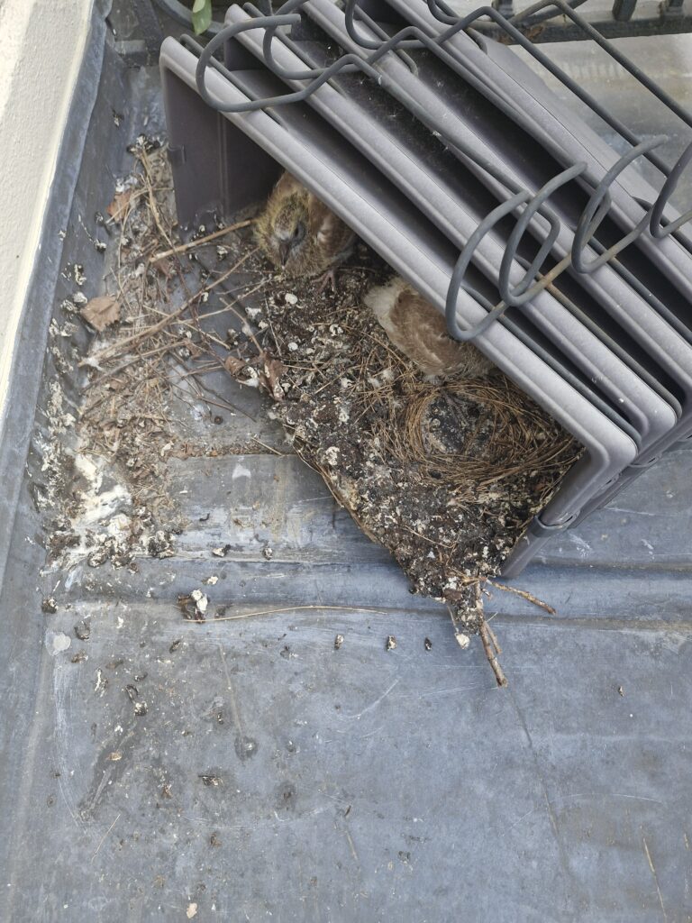 Enlèvement de nids de pigeons et nettoyage désinfection du balcon 92 Courbevoie