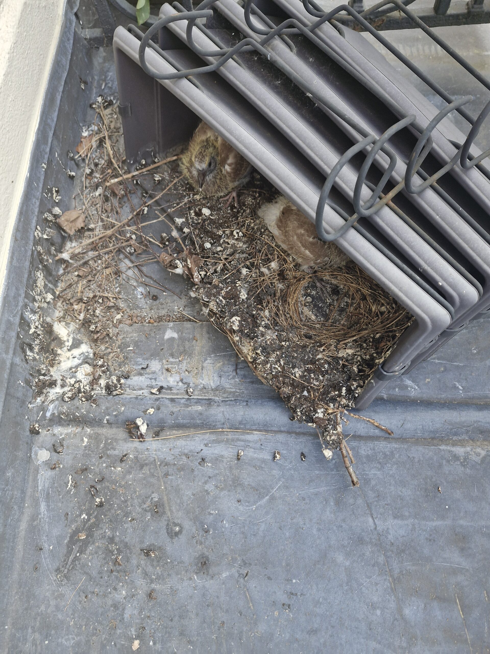 Enlèvement de nids de pigeons et nettoyage désinfection du balcon 92 Courbevoie