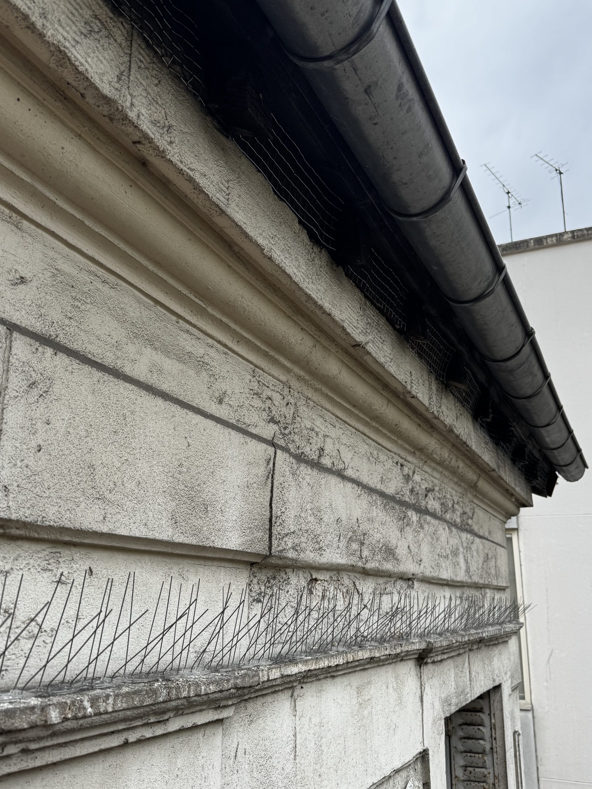 filets et pics anti pigeon : Pose par Pigeon & Co sur cet immeuble à Paris