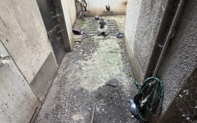 Nettoyage Fientes Pigeon 77 Meaux